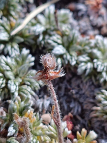 Acaena caespitosa, photograph 3