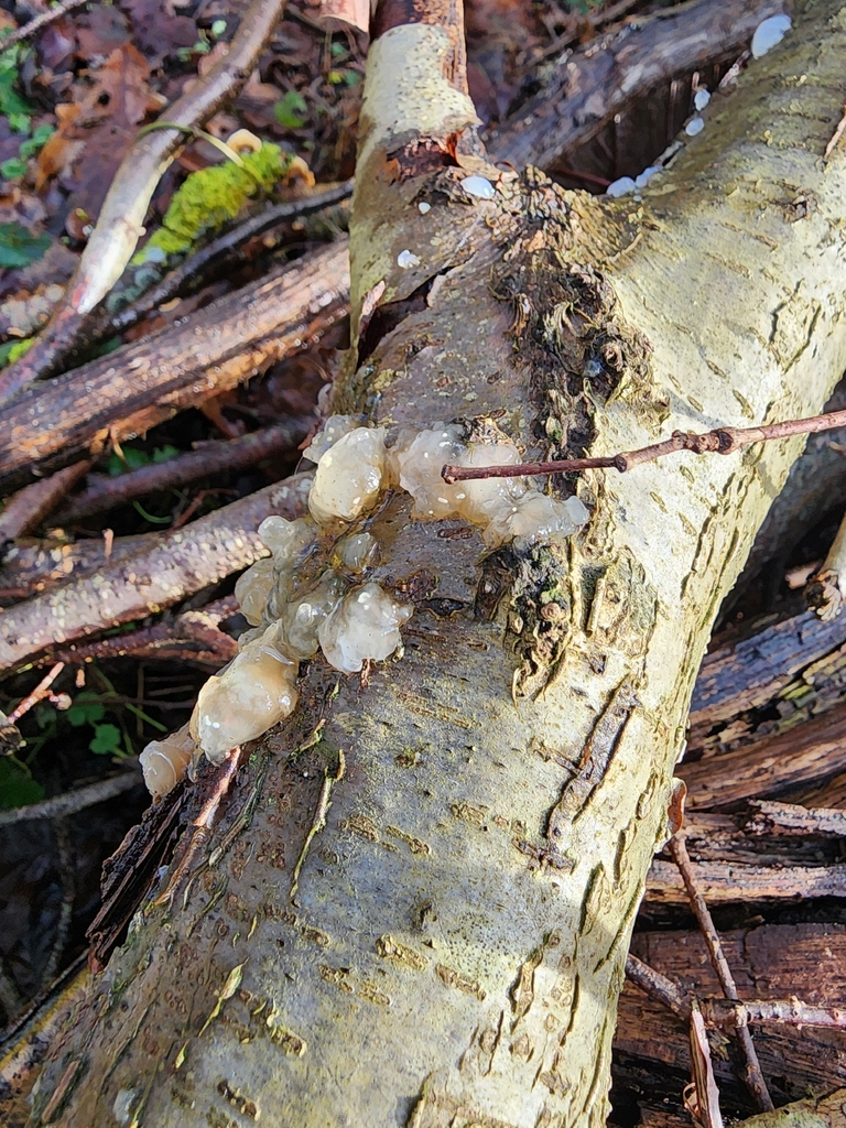Myxarium nucleatum · January 2026 · photo: © dave_r_clark (iNaturalist, cc-by)