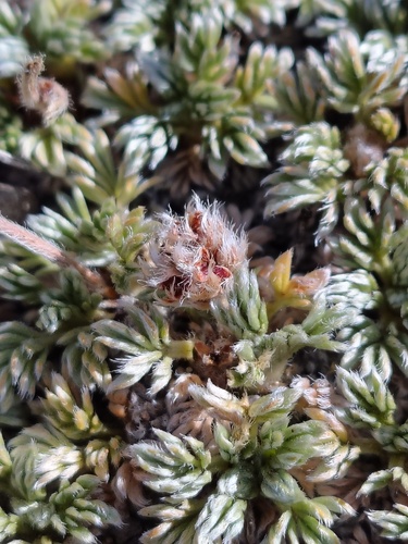 Acaena caespitosa, photograph 4