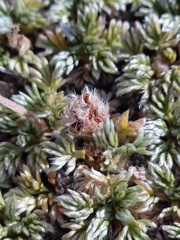 Acaena caespitosa, photograph (c) Felipe Horton, some rights reserved (CC BY)