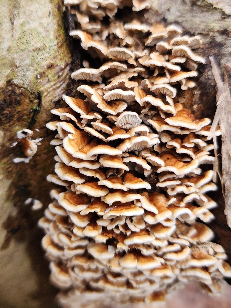 Plicatura crispa · January 2026 · photo: © dave_r_clark (iNaturalist, cc-by)