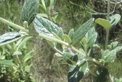 Teucrium fruticans