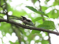 Aegithalos caudatus