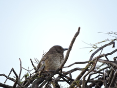 Toxostoma curvirostre