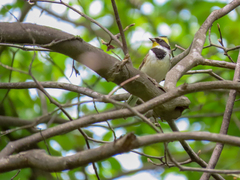 Emberiza elegans
