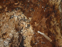 Dendrolasius