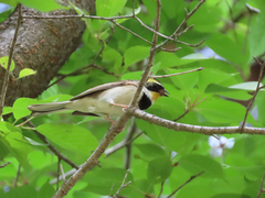 Emberiza elegans