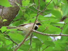 Emberiza elegans