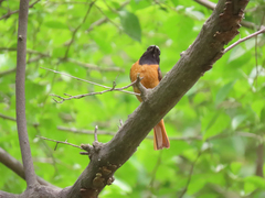 Phoenicurus auroreus