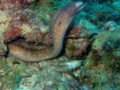 Gymnothorax thyrsoideus