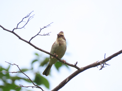 Emberiza elegans