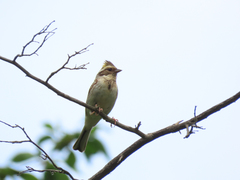 Emberiza elegans