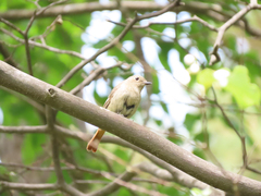 Phoenicurus auroreus