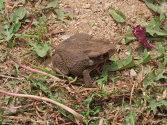 Bufo sachalinensis