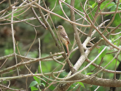 Phoenicurus auroreus