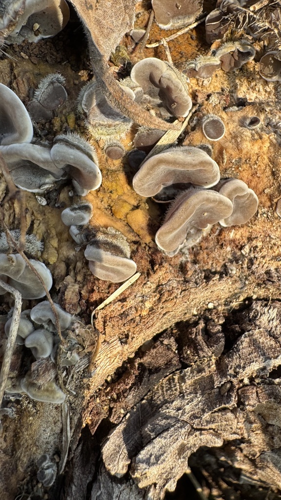 Auricularia mesenterica · January 2026 · photo: © theworldofpaolo (iNaturalist, cc-by)
