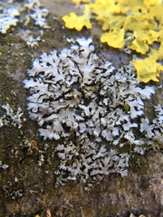 Tremella phaeophysciae