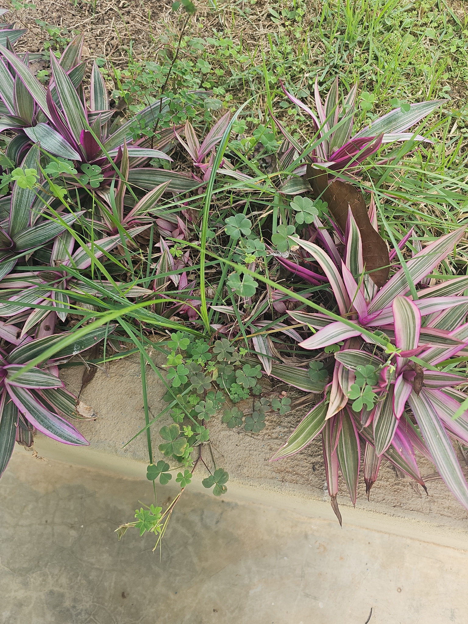 Tradescantia spathacea