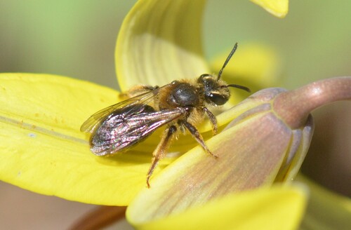 Mining Bee