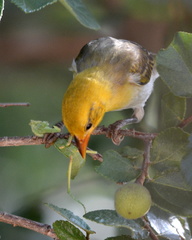 Anaplectes rubriceps rubriceps