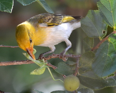 Anaplectes rubriceps rubriceps