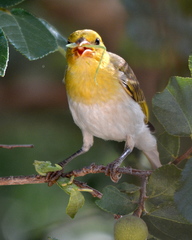 Anaplectes rubriceps rubriceps