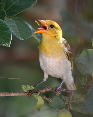 Anaplectes rubriceps rubriceps