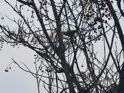 Gray-headed Parrotbill