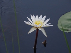 Nymphaea lotus
