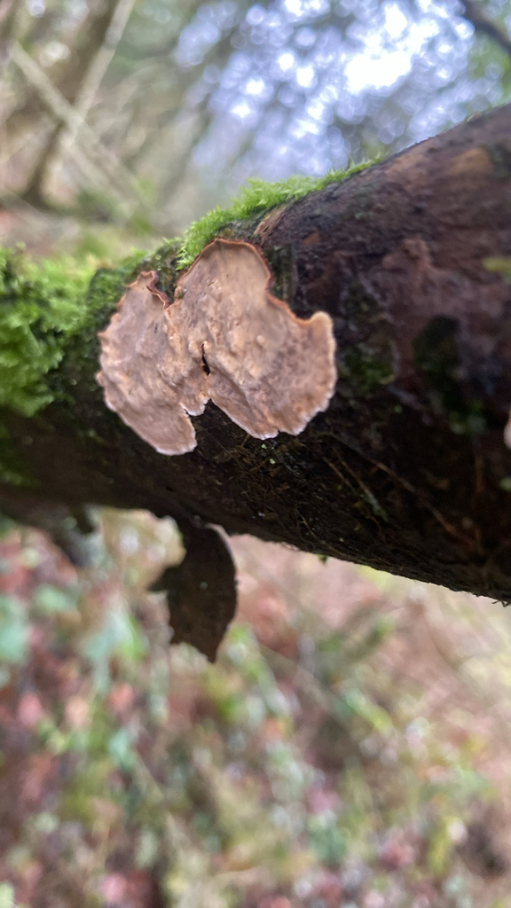 Stereum rugosum · January 2026 · photo: © ade2023 (iNaturalist, cc-by)