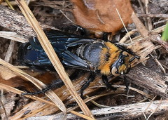 Campsomeriella