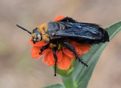 Campsomeriella