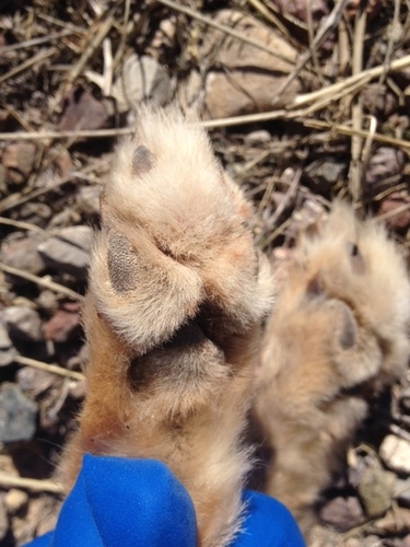Kit Fox photographed in Texas