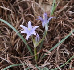 Androstephium coeruleum