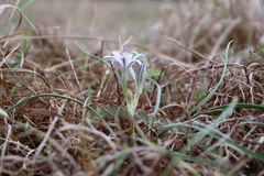 Androstephium coeruleum