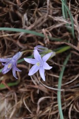 Androstephium coeruleum