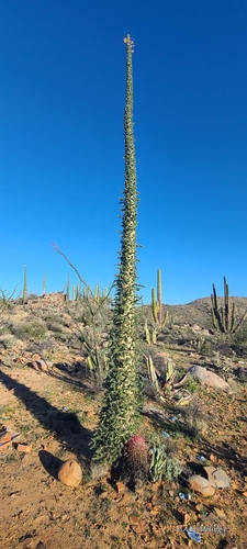 Une autre photo de Arbre de Boojum