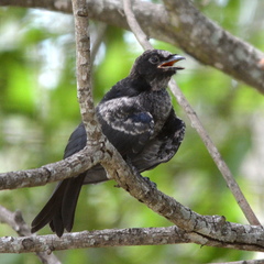 Dicrurus adsimilis fugax