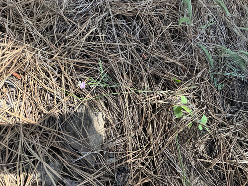 Timber Milkvetch (Astragalus miser)