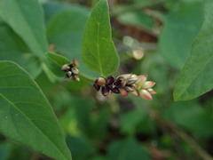 Celosia nitida