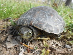 Mauremys leprosa leprosa