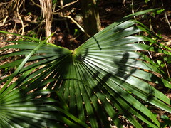 Leucothrinax morrisii