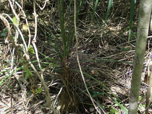 Image of Leucothrinax morrisii by (c) Daniel Cahen, some rights reserved (CC BY)