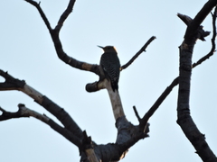 Melanerpes aurifrons