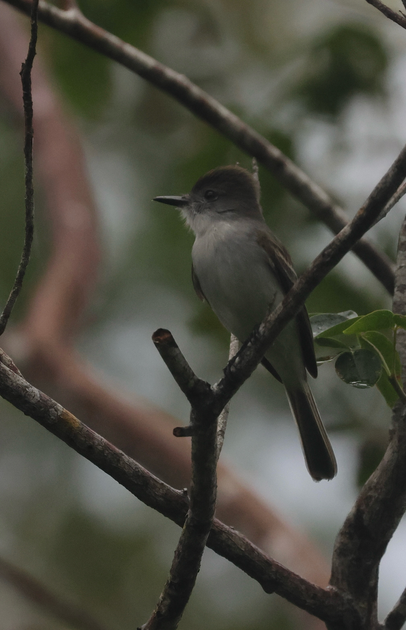 La Sagra's Flycatcher (Myiarchus sagrae), photo 5