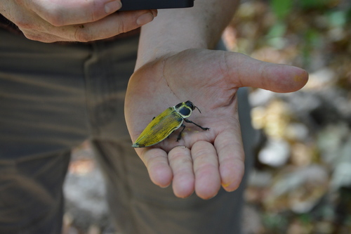 Euchroma giganteum