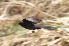 Melaenornis edolioides