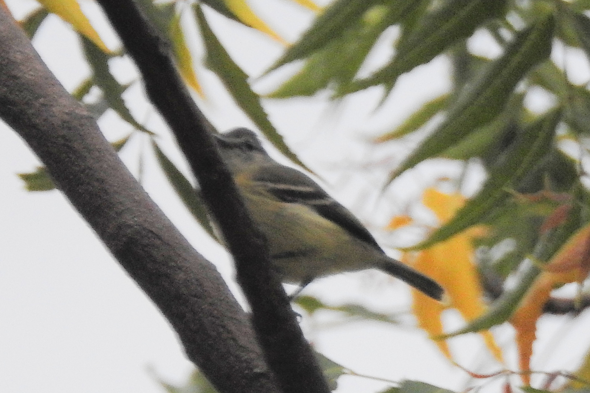 Southern Beardless Tyrannulet (Camptostoma obsoletum), photo 8