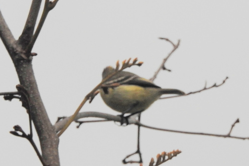 Southern Beardless Tyrannulet (Camptostoma obsoletum), photo 8