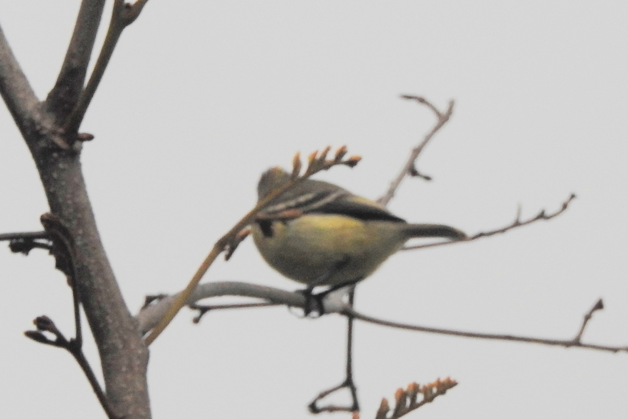 Southern Beardless Tyrannulet (Camptostoma obsoletum), photo 7